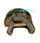 カメ好きのための実写日常スタンプ（個別スタンプ：6）