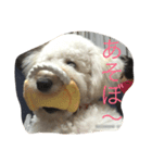 風太君です（個別スタンプ：3）