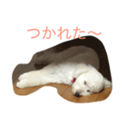 風太君です（個別スタンプ：5）