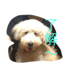 風太君です（個別スタンプ：7）