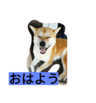 柴犬くう2（個別スタンプ：1）