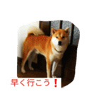 柴犬くう2（個別スタンプ：2）