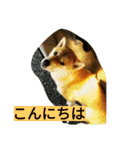 柴犬くう2（個別スタンプ：3）
