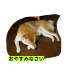 柴犬くう2（個別スタンプ：4）