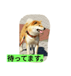 柴犬くう2（個別スタンプ：6）