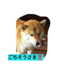 柴犬くう2（個別スタンプ：7）