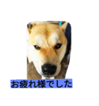 柴犬くう2（個別スタンプ：8）
