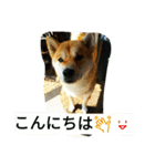 柴犬くう2（個別スタンプ：9）
