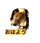 柴犬くう2（個別スタンプ：10）