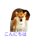 柴犬くう2（個別スタンプ：11）