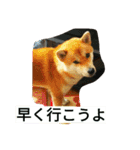 柴犬くう2（個別スタンプ：12）