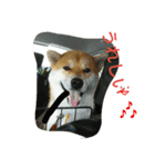 柴犬くう2（個別スタンプ：13）