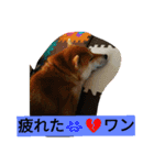 柴犬くう2（個別スタンプ：14）