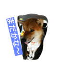 柴犬くう2（個別スタンプ：15）