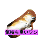 柴犬くう2（個別スタンプ：16）
