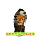 柴犬くう2（個別スタンプ：17）