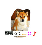 柴犬くう2（個別スタンプ：18）