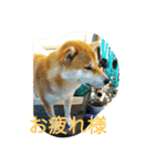柴犬くう2（個別スタンプ：19）