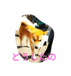 柴犬くう2（個別スタンプ：20）