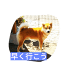 柴犬くう2（個別スタンプ：22）