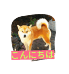 柴犬くう2（個別スタンプ：23）