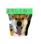 柴犬くう2（個別スタンプ：24）