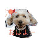 タカハシさん家のchaiちゃん（個別スタンプ：1）