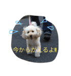 タカハシさん家のchaiちゃん（個別スタンプ：4）