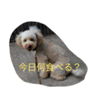 タカハシさん家のchaiちゃん（個別スタンプ：7）