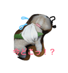 タカハシさん家のchaiちゃん（個別スタンプ：11）