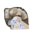 タカハシさん家のchaiちゃん（個別スタンプ：14）