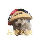 タカハシさん家のchaiちゃん（個別スタンプ：15）