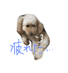 タカハシさん家のchaiちゃん（個別スタンプ：19）
