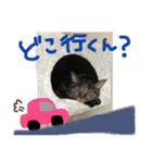 キジトラちゃんが本音で話すよ（個別スタンプ：10）