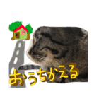 キジトラちゃんが本音で話すよ（個別スタンプ：13）