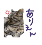 キジトラちゃんが本音で話すよ（個別スタンプ：21）
