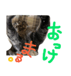 キジトラちゃんが本音で話すよ（個別スタンプ：22）
