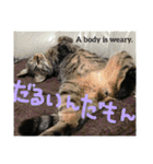 キジトラちゃんが本音で話すよ（個別スタンプ：29）