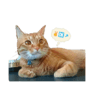 猫のピース（個別スタンプ：1）