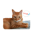 猫のピース（個別スタンプ：2）