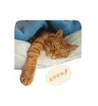 猫のピース（個別スタンプ：4）