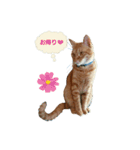 猫のピース（個別スタンプ：5）