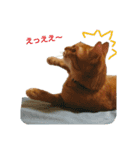 猫のピース（個別スタンプ：7）