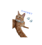 猫のピース（個別スタンプ：9）
