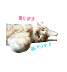猫のピース（個別スタンプ：10）