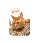 猫のピース（個別スタンプ：11）