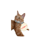 猫のピース（個別スタンプ：12）