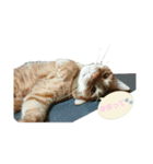 猫のピース（個別スタンプ：13）