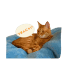 猫のピース（個別スタンプ：14）