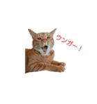 猫のピース（個別スタンプ：15）